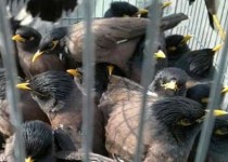 ‍ کشف محموله غیر مجاز پرندگان در سیستان و بلوچستان