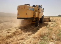 برداشت بیش از 5هزار تن گندم در شهرستان مرزی میرجاوه