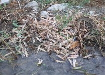 روز‌های پایانی مبارزه با ملخ صحرایی مهاجر در سیستان وبلوچستان