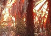 بخشدار جالق: 200 اصله درخت خرما در آتش سوخت/ علت حریق نخیلات رها سازی شاخ و برگ درختان در باغات است