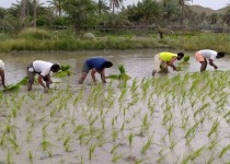 ۷۰۰ هکتار برنج در قصرقند کشت شد