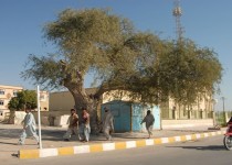 کهور کهن روستایی پاک در جنوب سیستان بلوچستان