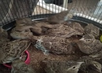 ۳۰۰ قطعه پرنده در سراوان کشف شد