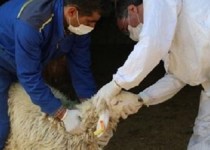عرضه دام زنده عید قربان در 3 نقطه زاهدان/ 60 اکیپ ثابت و سیار بر عرضه بهداشتی دام نظارت می کنند