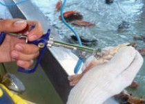 صادرات ماهیان غیرماکول از بندرچابهار به بندر بانکوک تایلند‍