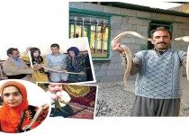 زندگی عجیب شهروند کرمانشاهی با خزندگان مرگبار/ مرد ضد زهر: مار ضامن وامم شد!