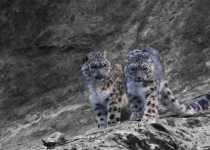 اولین فیلم از پلنگ برفی از نمای نزدیک / حیوانی که انسان‌ها به ندرت آن را می‌بینند + ویدئو