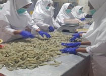 بسته بندی سالانه ۹ هزار تن ماهی و میگو در جنوب سیستان و بلوچستان