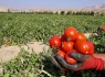 برداشت ۸ هزار تن گوجه فرنگی از مزارع شهرستان تفتان