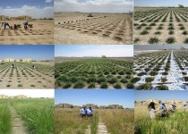 چهار پدیده مخرب جوی به بخش کشاورزی سیستان و بلوچستان خسارت زد