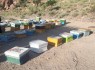 آغاز برداشت عسل از زنبورداران شهرستان مرزی میرجاوه