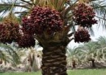 برداشت خرمای مضافتی و ربی از نخلستان‌های سیستان و بلوچستان آغاز شد
