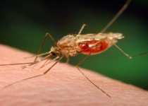 ۵۷ مورد جدید مالاریا در سراوان شناسایی شد