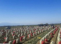 ۷۰ درصد پیاز تولیدی خاش برداشت شد