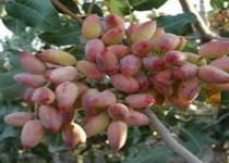 آغاز برداشت پسته در سیستان و بلوچستان