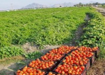 کشت گوجه‌فرنگی در ۲۰۰هکتار از زمین‌های کشاورزی شهرستان فنوج