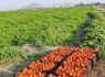 کشت گوجه‌فرنگی در ۲۰۰هکتار از زمین‌های کشاورزی شهرستان فنوج
