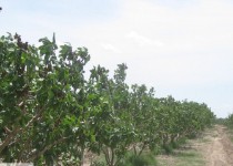 برداشت پسته در تفتان