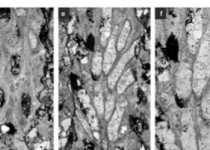 کشف سه گونه فسیل جدید مربوط به 320 میلیون سال قبل در ایران