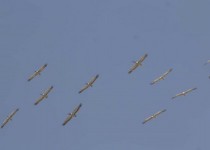 ورود اولین گروه پرندگان مهاجر به آبگیرها و بندهای خاکی شهرستان سراوان