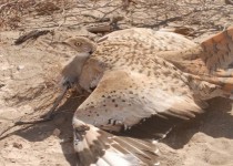 ​ آغاز فصل مهاجرت پرنده هوبره به ایرانشهر