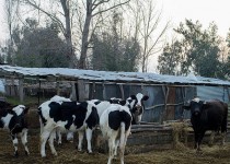 دامداران مبارزه با انگل های خارجی را جدی بگیرند
