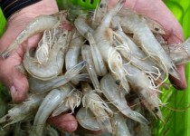 برداشت 834 تن میگو از مزارع سیستان و بلوچستان/ آبزی پروری جنوب شرق کشور متاثر از سیلاب 98 و کرونا