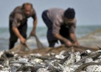 صید روزانه ۸ تن ماهی در زابل/ خراسان جنوبی و خورستان مقصد آبزیان سیستان