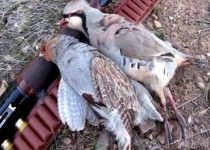 جریمه نقدی شکارچی دو قطعه پرنده در شهر بزمان