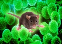 نگرانی دانشمندان از شیوع انتقال ویروس «حیوانی» به انسان