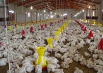 تکذیب شایعه توزیع مرغ تاریخ گذشته در سیستان و بلوچستان / نظارت مستمر بر کارشناسان بهداشتی فعالیت مرغداری های استان