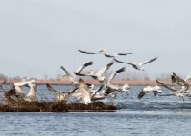 دست شکارچیان متخلف از پرندگان مهاجر زمستان گذران کوتاه ماند