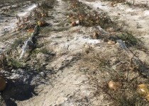 یخبندان شبانه ٢٨١ میلیارد ریال به کشاورزان سرباز خسارت زد