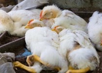 دامپزشکی درباره شیوع آنفلوانزای مرغی در سیستان وبلوچستان هشدار داد