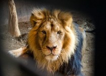 دامپزشکی تهران: تست کرونای تنها شیر ایرانی منفی شد/ «هیرمان» به نوعی ویروس گربه سانان مبتلا است