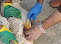 شلیک شکارچیان به یک قطعه پلیکان در راسک/ پرنده زخمی زنده گیری و تیمار شد