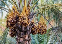 جای خالی گواهينامه محصولات ارگانيك برای ارقام خرما/فارغ‌التحصیلان کشاورزی به تاسیس شهرک گلخانه ای امیدوار هستند