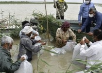 تولید بیش از ۹۰ میلیون قطعه لارو و بچه ماهی در سیستان و بلوچستان/ توانمند سازی جوامع روستایی در دستورکار قرار گرفت