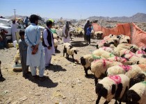 واردات 60 هزار راس دام به سیستان و بلوچستان در آستانه عید قربان/ نظارت 61 اکیپ ثابت و سیار  دامپزشکی بر سلامت دام ها