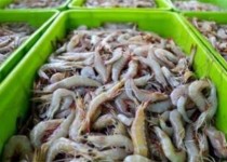 سیستان و بلوچستان تنها استان صادر کننده مولدمیگو در کشور