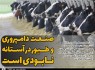 هشدار کمبود شیر و گوشت در سایه بحران سازی دولت/ صنعت دامپروری و طیور در آستانه نابودی است