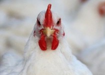 مخلان بازار مرغ باید به دستگاه‌های نظارتی پاسخگو شوند