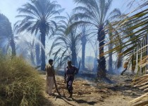 نخلستان جلگه دلگان طعمه حریق شد