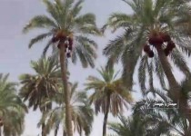 بيمه درختان نخل بارور در سيستان و بلوچستان