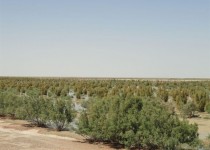 ایجاد پوشش گیاهی؛ مرهمی بر زخم های برجای مانده از خشکسالی در سیستان/ کاشت 100هزار نهال در سیستان و بلوچستان برنامه اصلی 1401