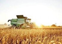 خرید گندم در سیستان و بلوچستان از مرز ٣۵ هزار تن گذشت