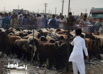 گزارش تصویری/ رونق بازار فروش دام‌ در آستانه عید قربان در زاهدان