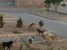سگ های ولگرد مردم زاهدان را کلافه کردند/ سایت نگه داری سگ های بلاصاحب، قربانی غفلت شهرداری!