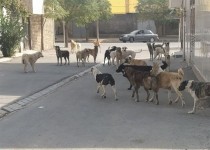 ثبت ۱۴۴۳ سگ گزیدگی در زاهدان/ جوانان؛ رکوردار بیشترین گاز گرفتگی
