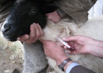 واکسیناسیون بیش از ۳۴ هزار راس دام علیه بیماری های خطرناک واگیر